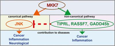 Mitogen-activated protein kinase kinase 7 in inflammatory, cancer, and neurological diseases